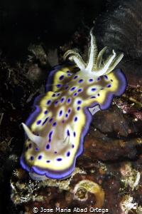 Chromodoris kuniei Nudibranch by Jose Maria Abad Ortega 